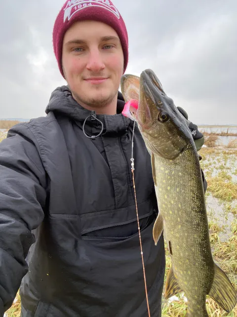 Hecht
