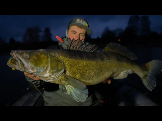 Zander