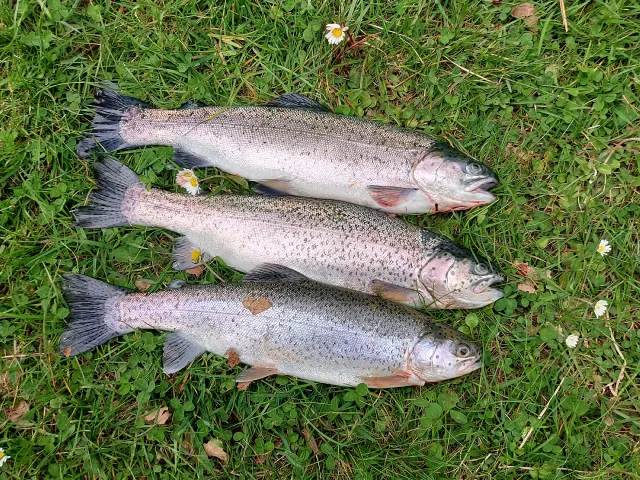 Regenbogenforelle
