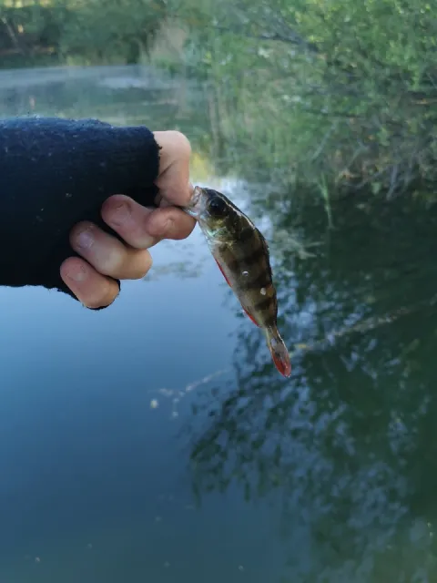 Flussbarsch