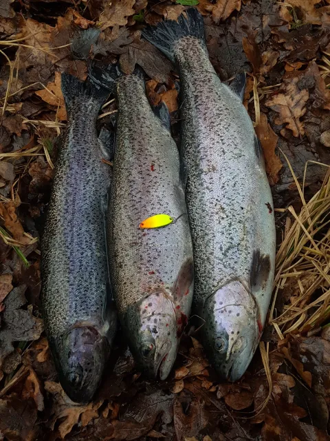 Regenbogenforelle