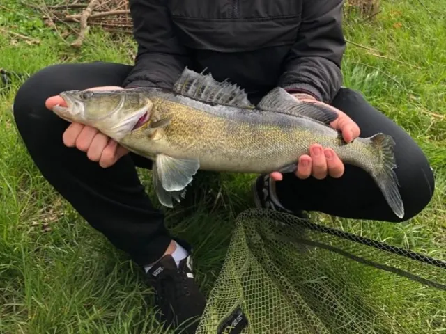 Zander