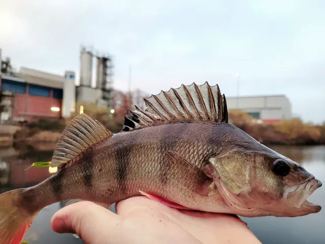Flussbarsch