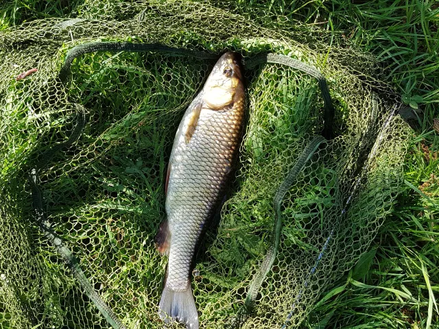 Döbel
