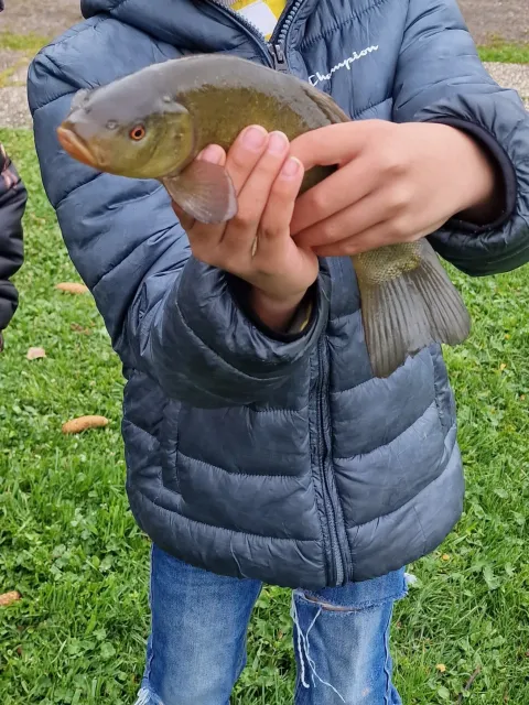 Schleie