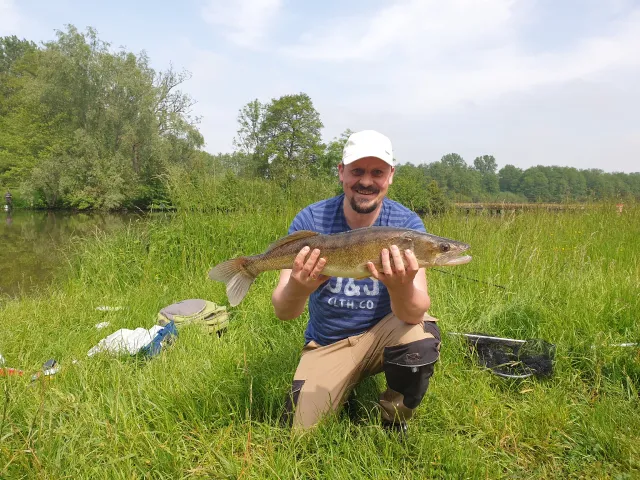 Zander