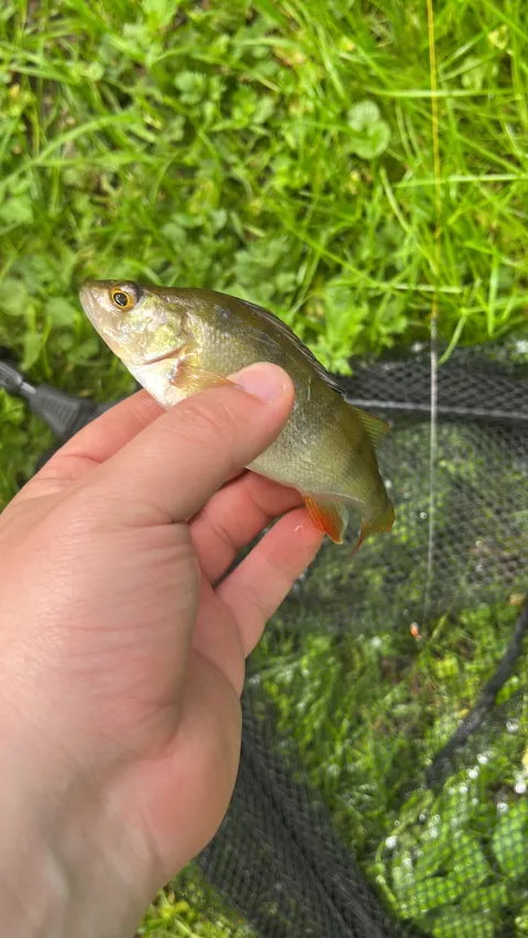 Flussbarsch
