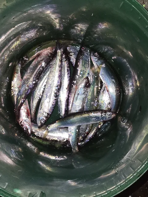 Hering