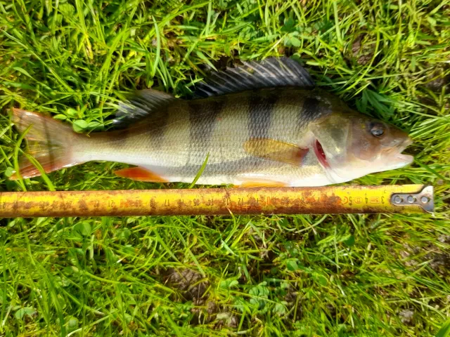 Flussbarsch