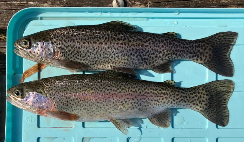 Regenbogenforelle