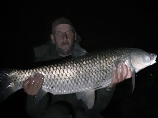 Graskarpfen