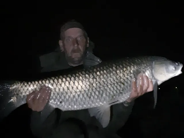 Graskarpfen