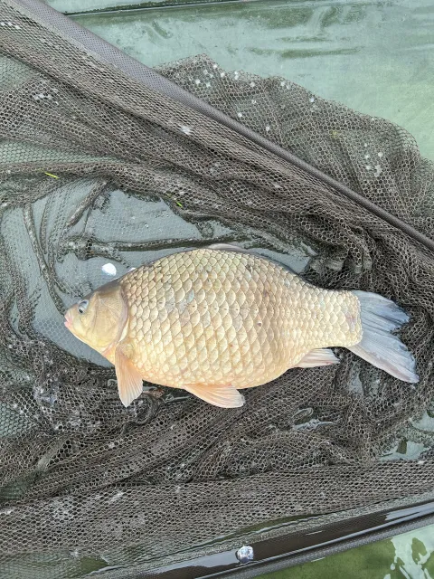 Karausche