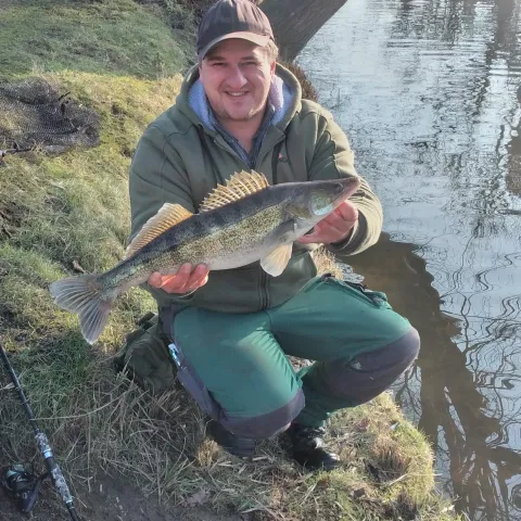 Zander