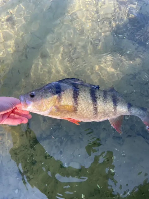 Flussbarsch