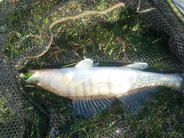 Zander