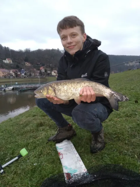 Döbel