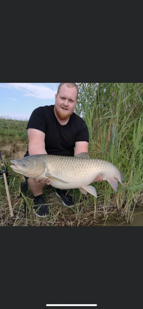 Graskarpfen