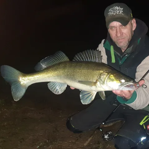 Zander