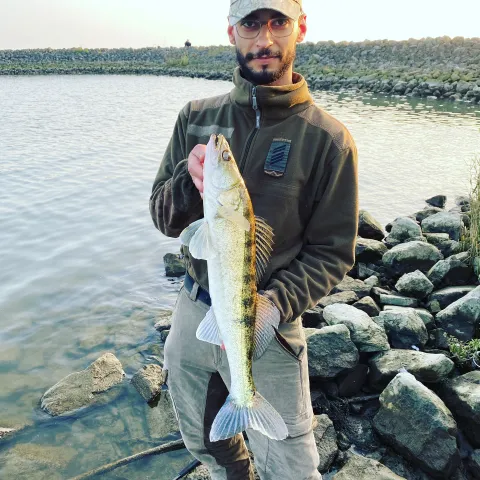 Zander