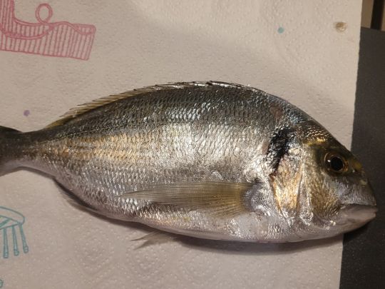 Dorade