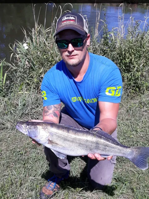 Zander