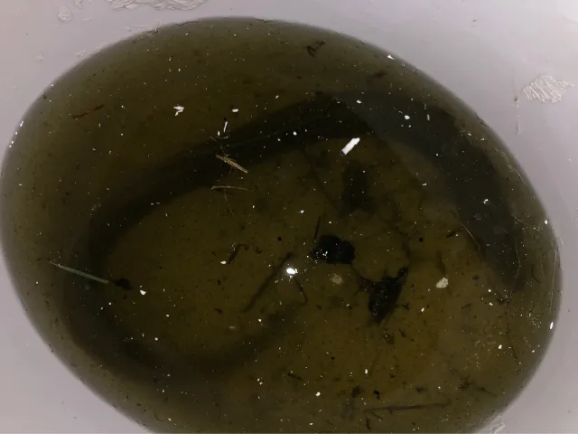 Aal