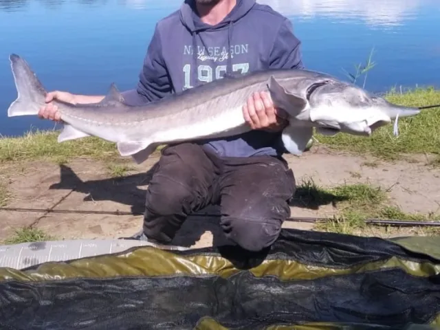 Stör