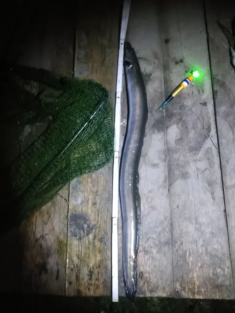 Aal