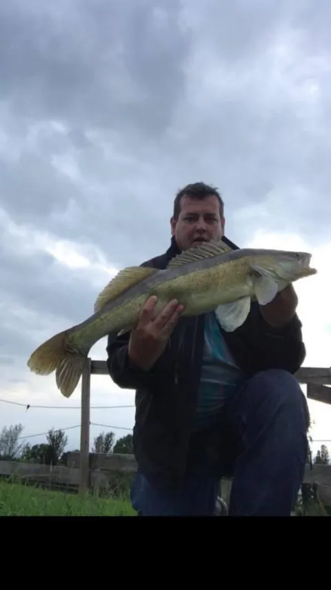 Zander
