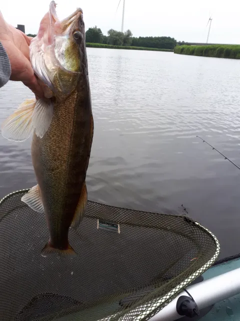 Zander