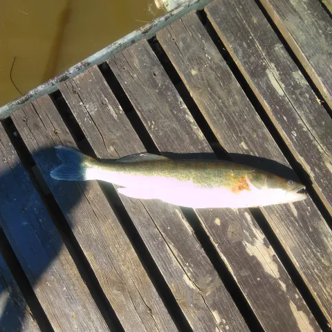 Zander