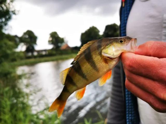 Flussbarsch