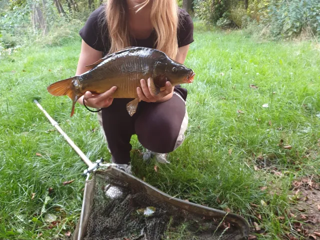 Karpfen