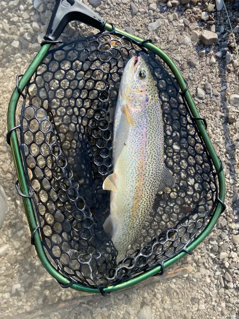 Regenbogenforelle
