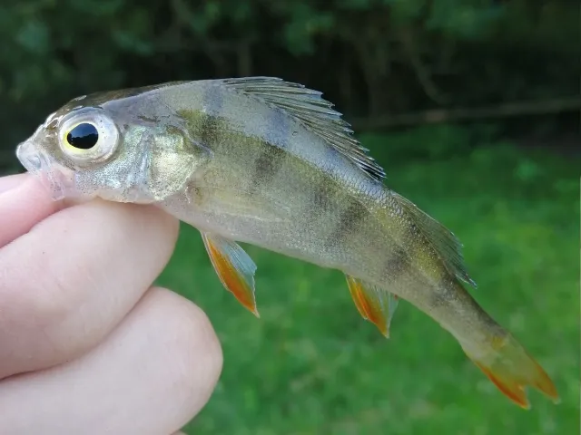 Flussbarsch