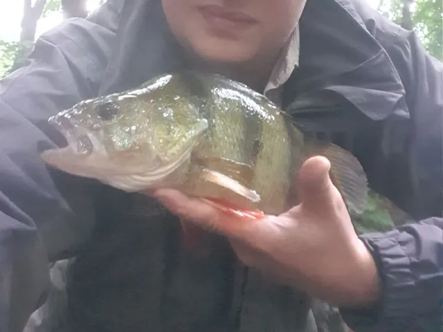 Flussbarsch