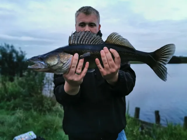 Zander