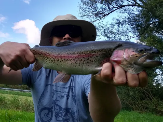 Regenbogenforelle