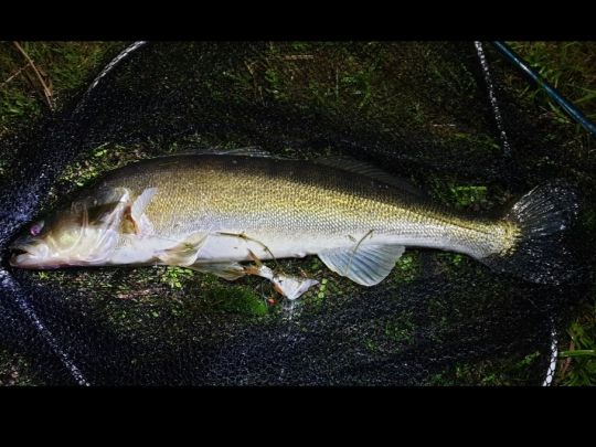 Zander