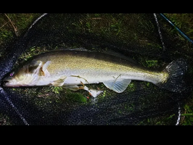 Zander