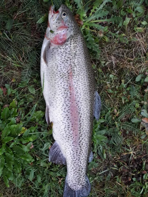 Regenbogenforelle