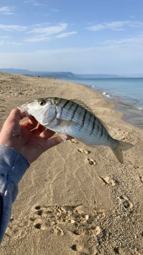 Dorade