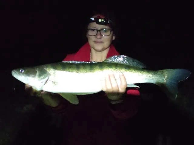 Zander