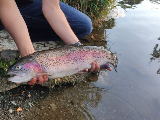 Regenbogenforelle