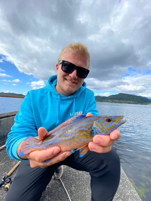 Lippfisch