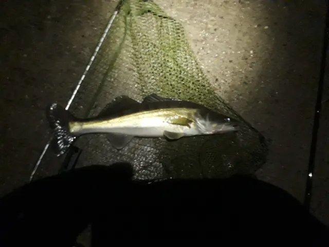Zander