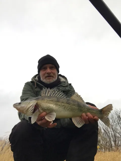 Zander