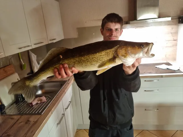 Zander