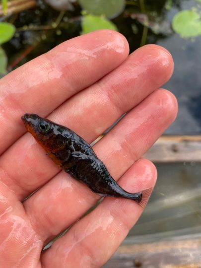 Dreistachliger Stichling